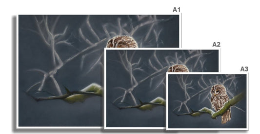 "Moonlit tawny owl" : an open edition print