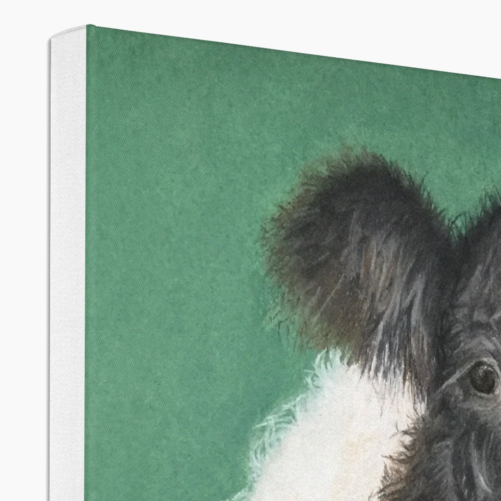 Belted Galloway cow and calf: a stretched canvas of the traditional cattle of Galloway, south-west Scotland