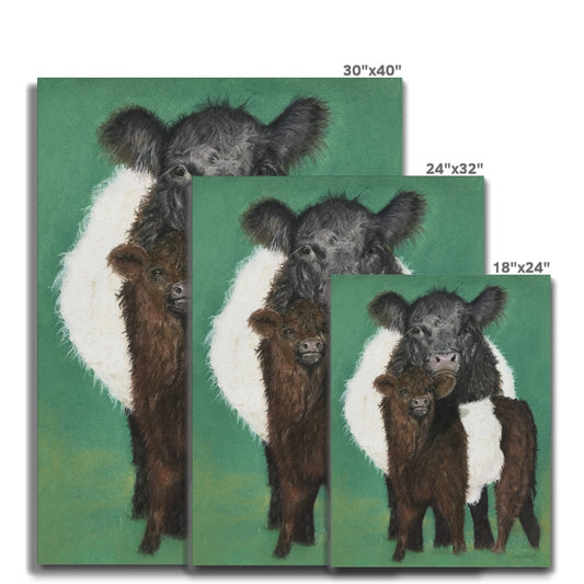 Belted Galloway cow and calf: a stretched canvas of the traditional cattle of Galloway, south-west Scotland