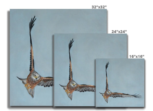 Red kite: A stretched canvas print of a high flying raptor