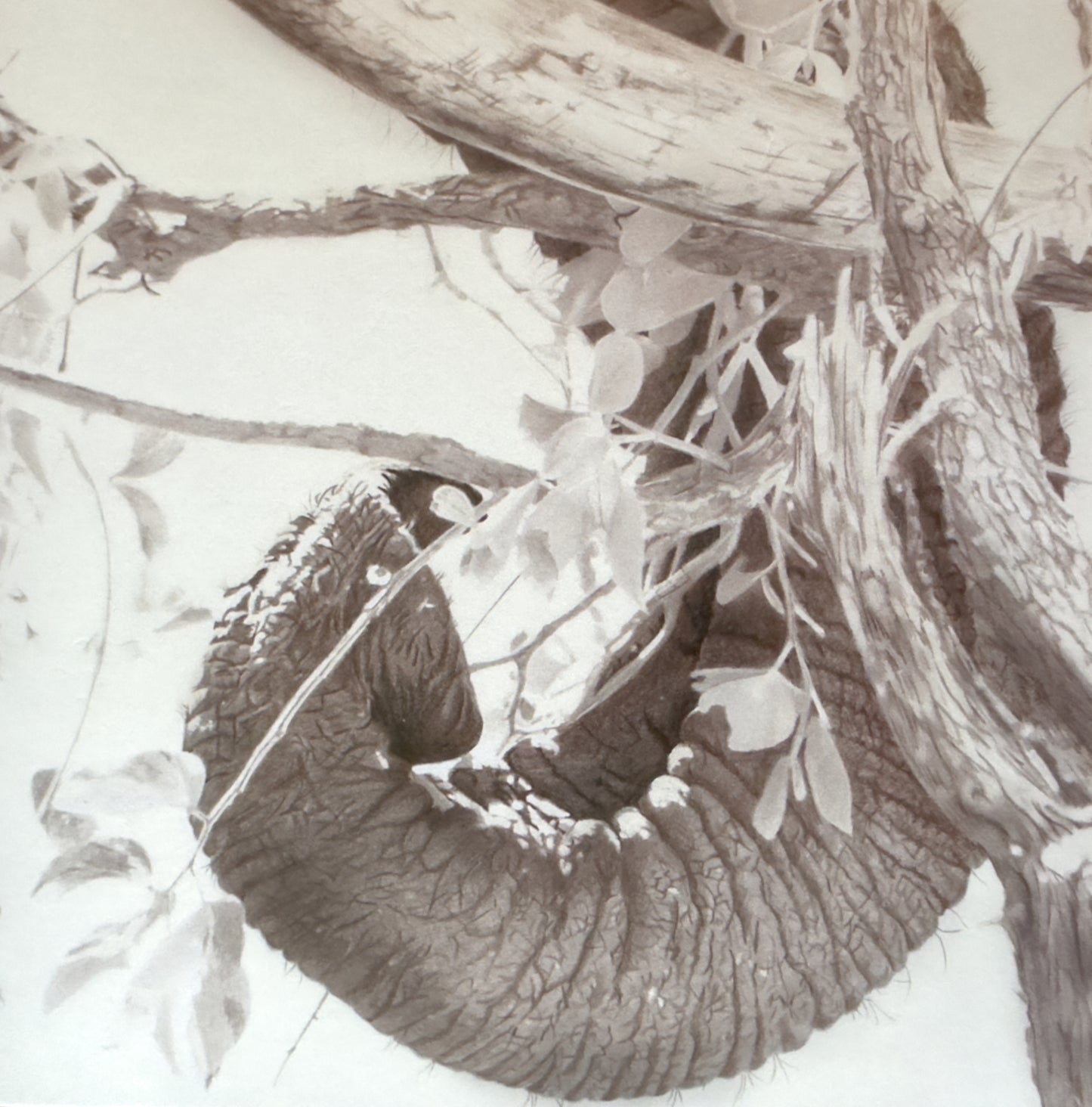 Elephant Tusk, Trunk and Tree - Greetings card