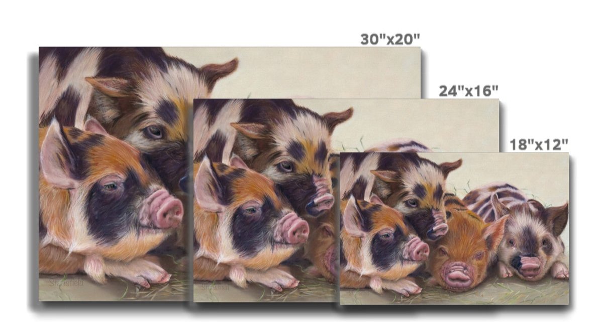 Four little piggies: A stretched canvas print of four cute piglets