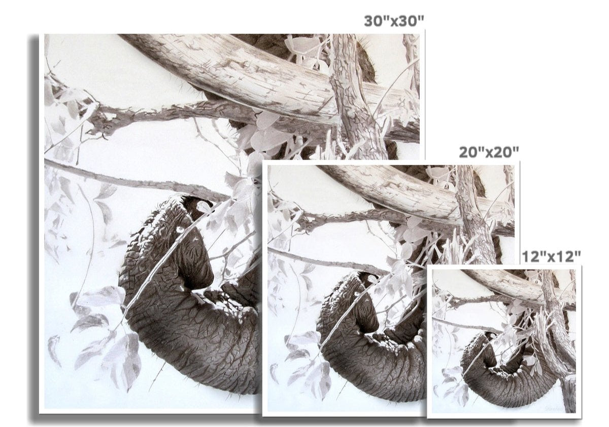 Elephant tusk, trunk, tree: an open edition print of elephant dexterity