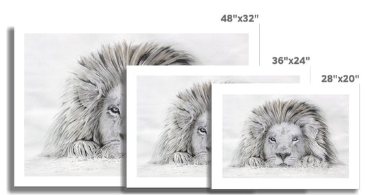 Lion - I see you: a rolled canvas print of a lazy lion painting