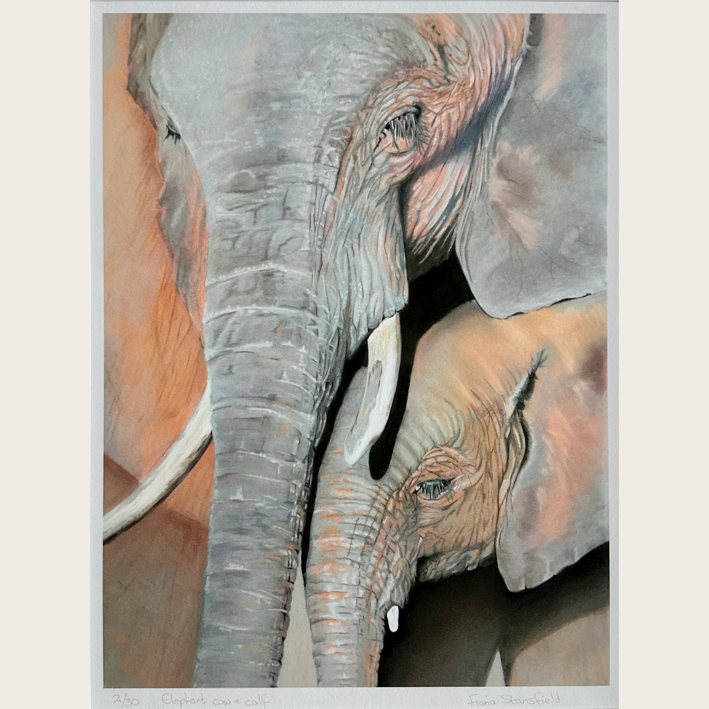 A limited edition print of an elephant cow and calf based on an original painting by artist Fiona Stansfield.