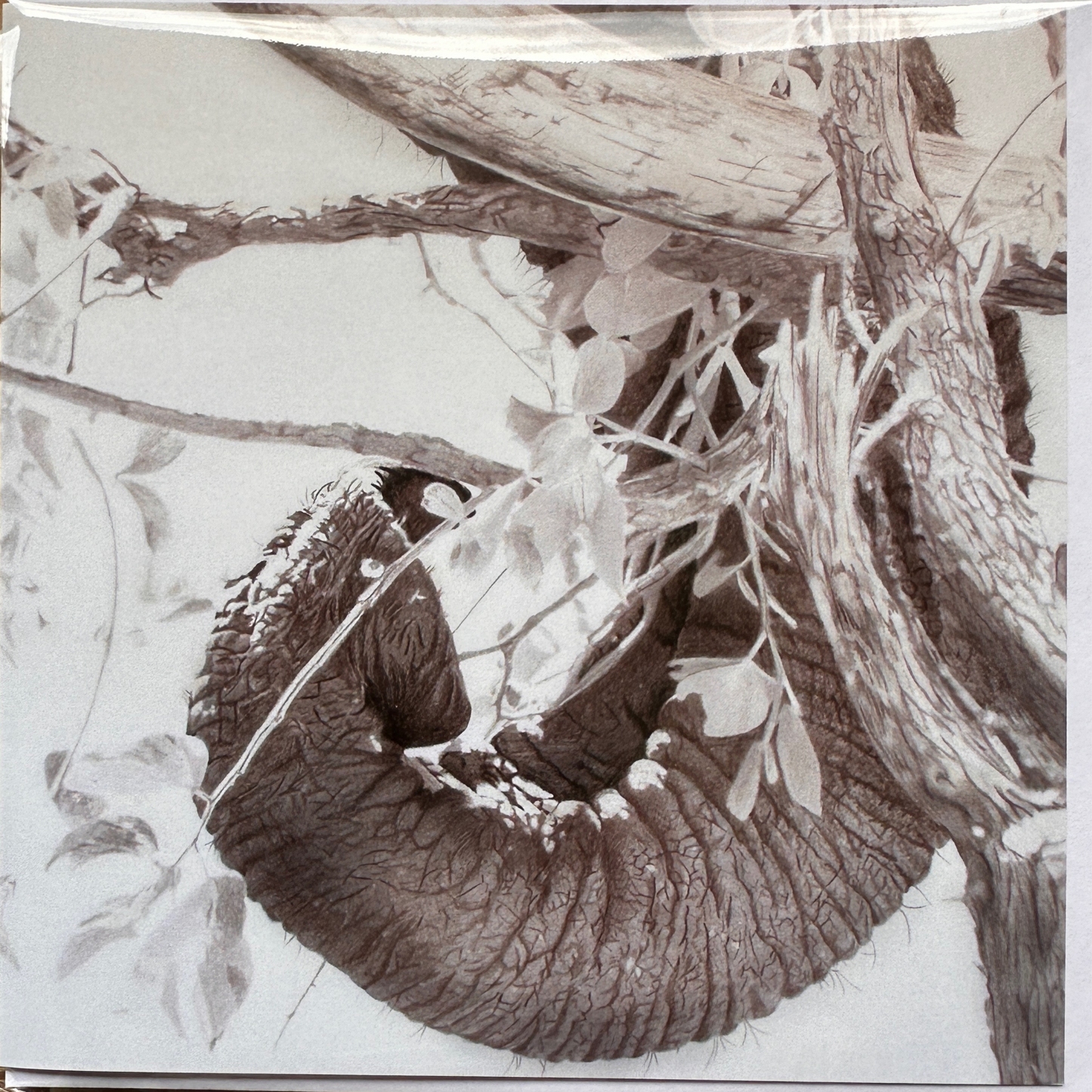 Elephant Tusk, Trunk and Tree - Greetings card