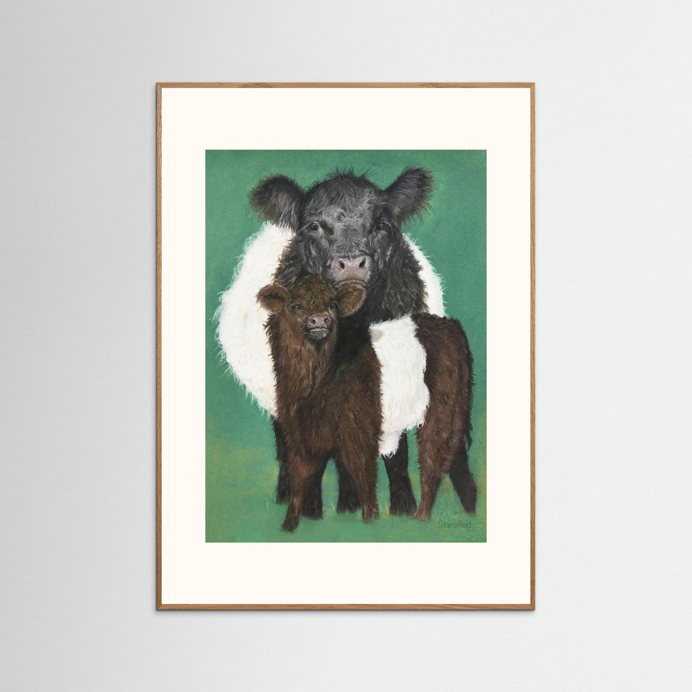 Belted Galloway cow and calf fine art print with textured matte finish