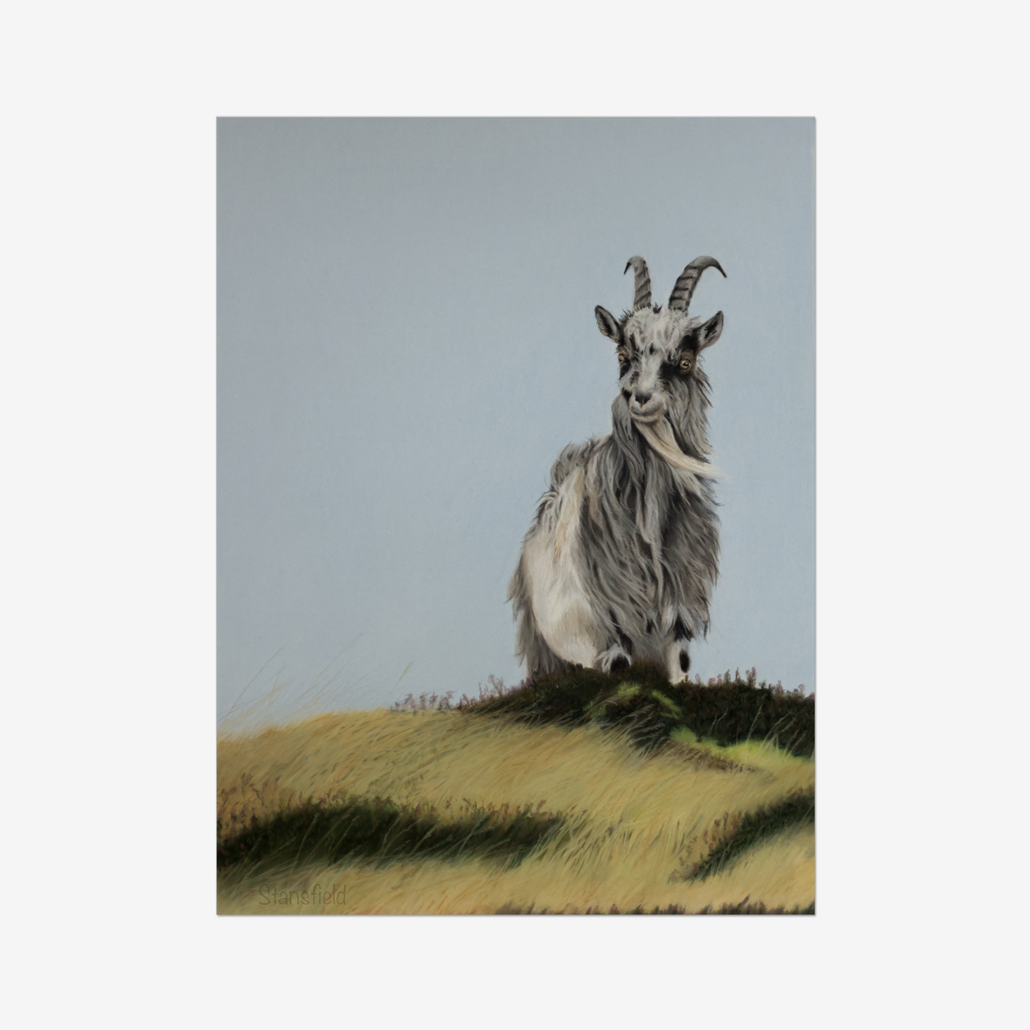 Goat standing on a grassy hill with a plain background