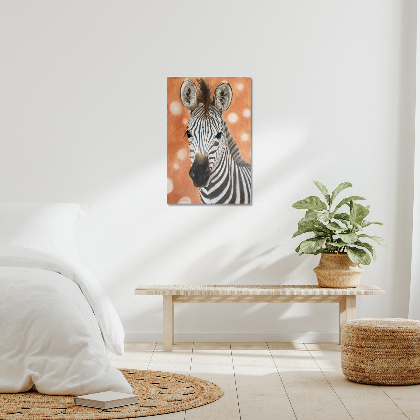 Zebra foal: a stretched canvas print of a curious equid