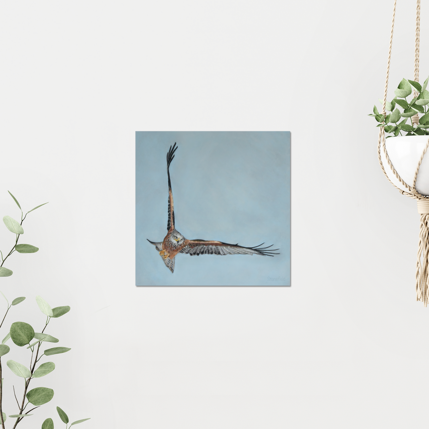 Red kite: Open edition print of a high flying raptor