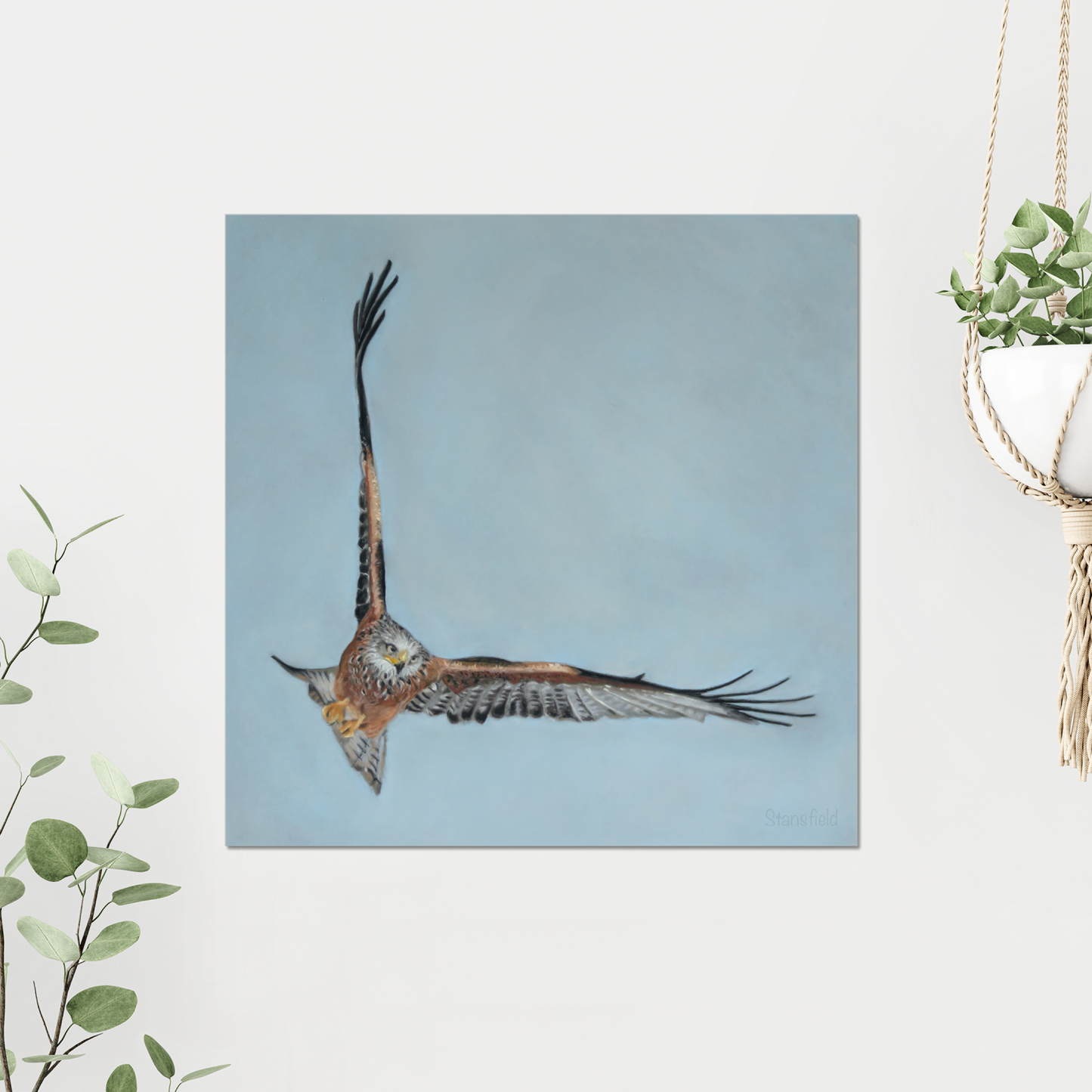 Red kite: Open edition print of a high flying raptor