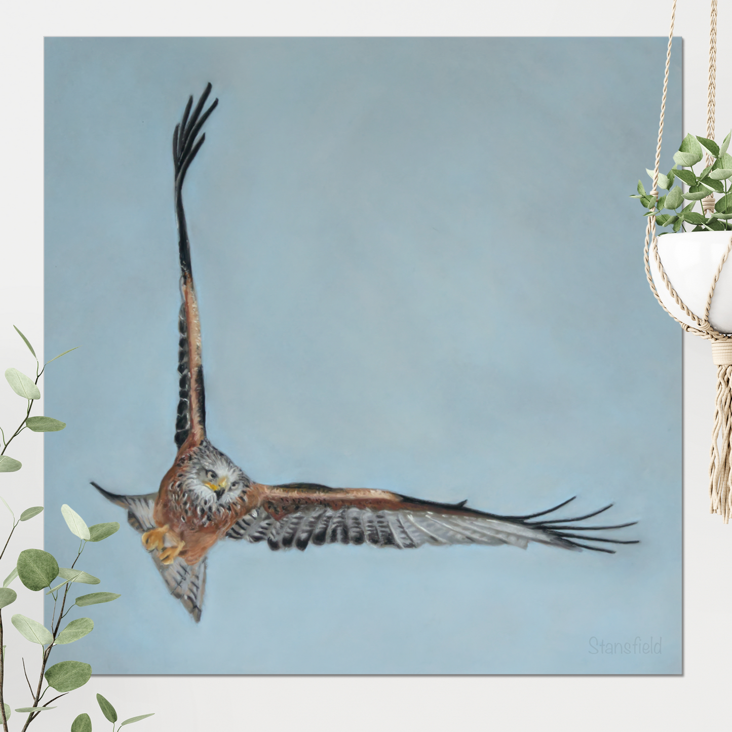 Red kite: Open edition print of a high flying raptor
