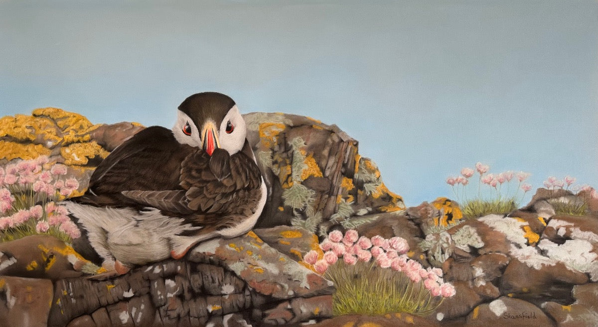 A limited edition print of a puffin resting on lichen covered rocks alongside pink thrift on the west coast of Scotland.