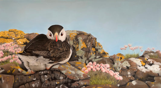 Puffin on the rocks: A stretched canvas print of a resting puffin
