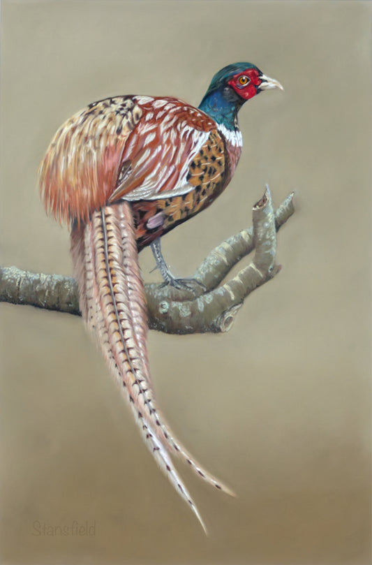 Colorful pheasant perched on a branch against a beige background