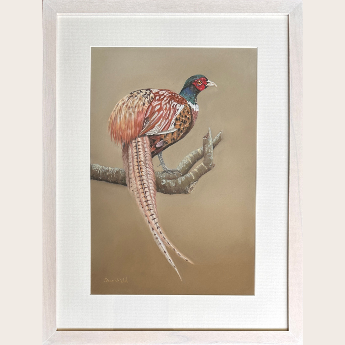 Close up of male pheasant original pastel painting by Fiona Stansfield Fine Art