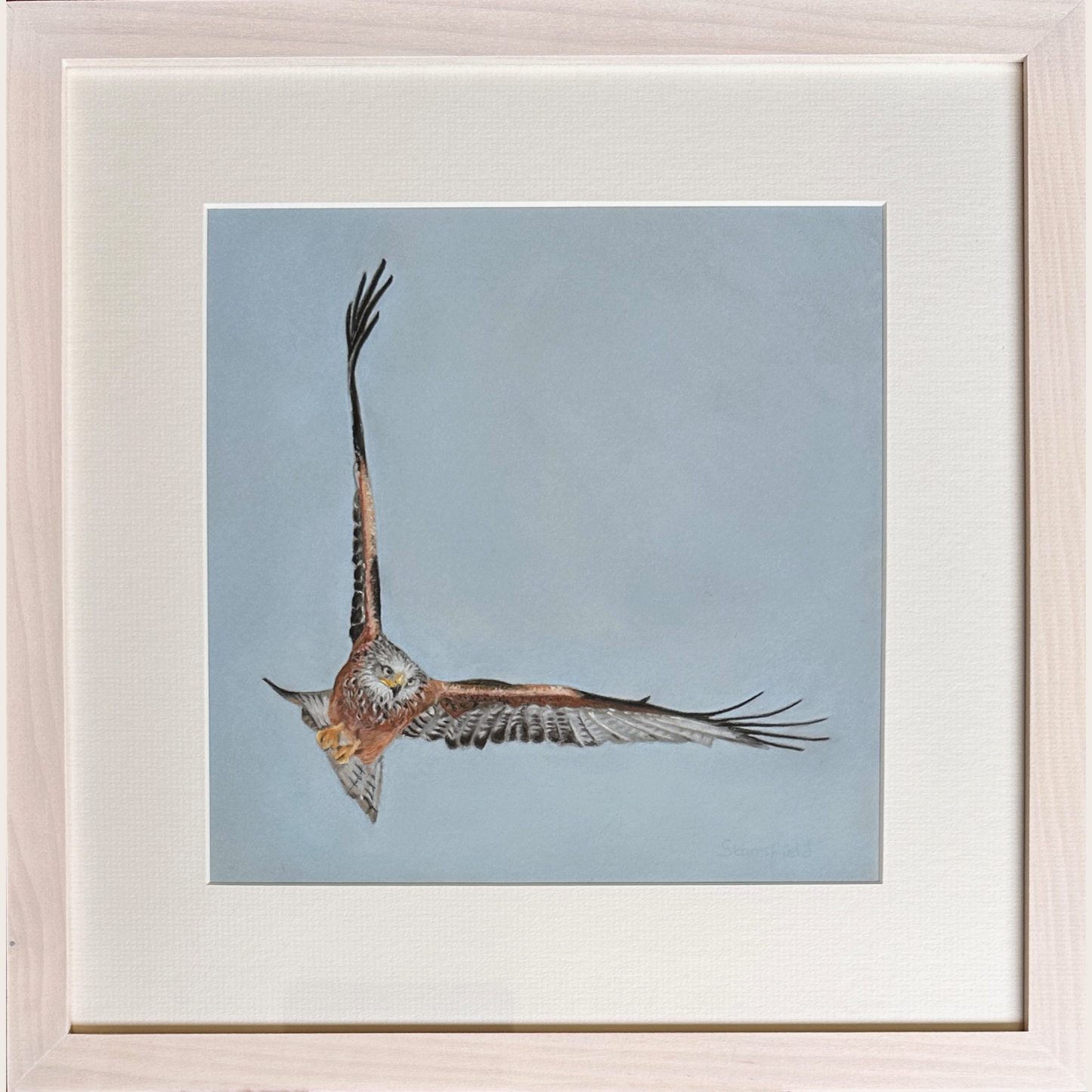 Framed picture or a red kite bird of prey flying high while hunting. Pastel painting by artist Fiona Stansfield