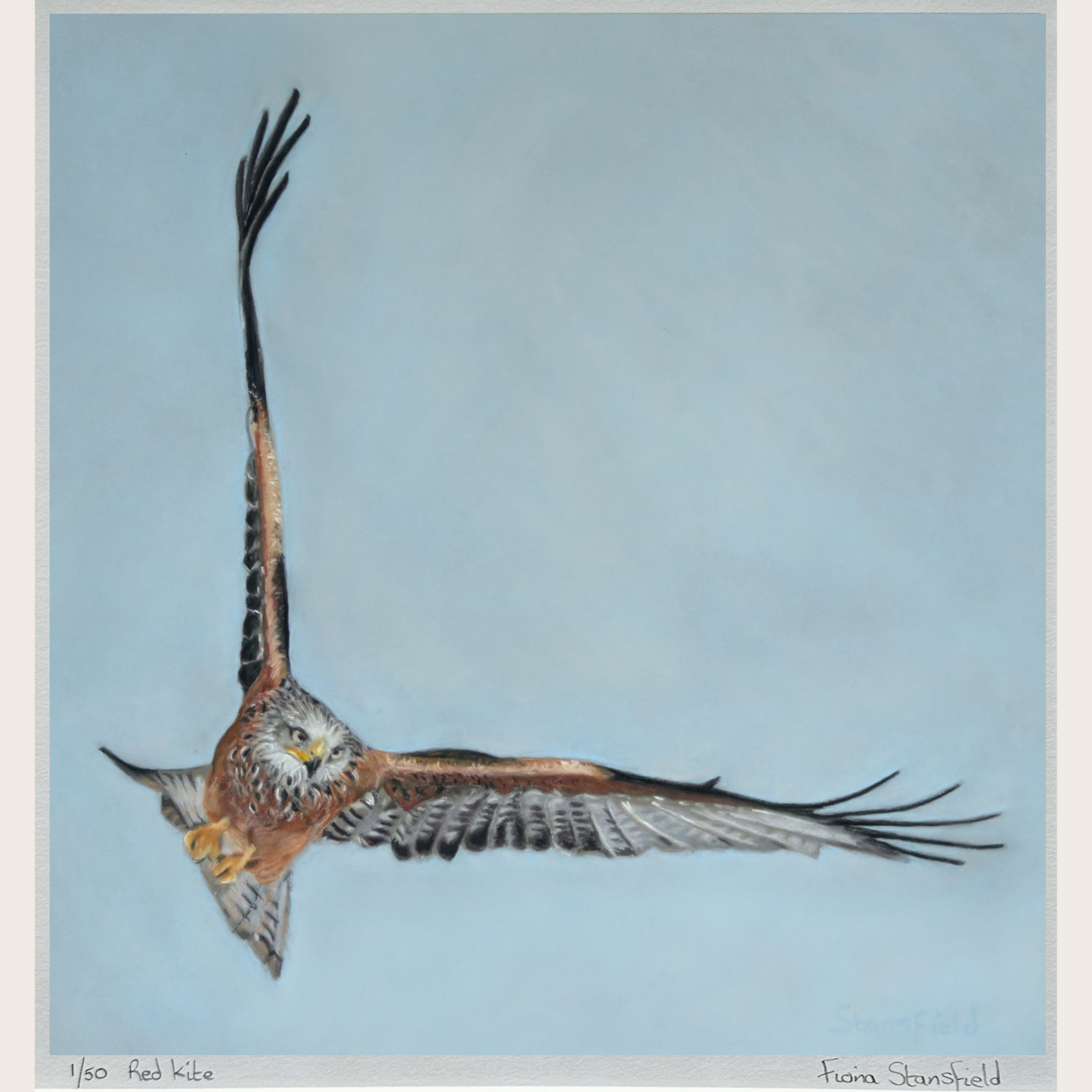 Red kite bird of prey flying high while hunting. A limited edition print of a pastel painting by Fiona Stansfield.
