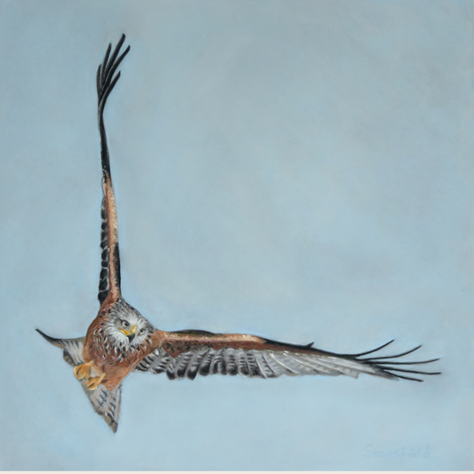 Red kite bird of prey flying high while hunting. Pastel painting by Fiona Stansfield Fine Art