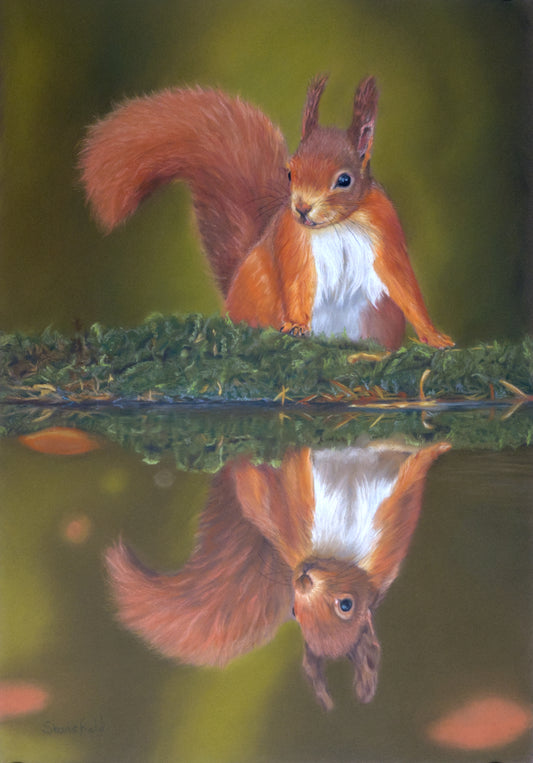 Red squirrel reflection in water with a blurred green background