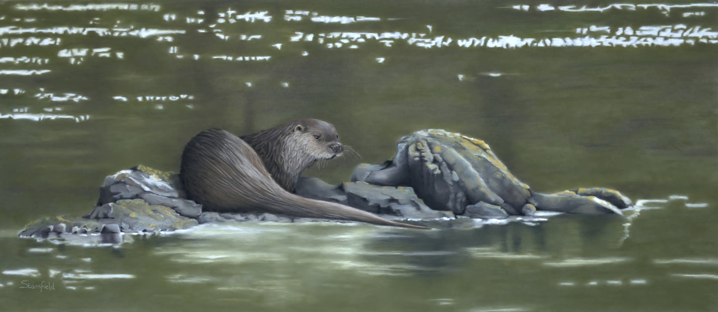 Limited edition print of an otter from the west coast of Scotland, fishing off rocks in shiny water by Fiona Stansfield.