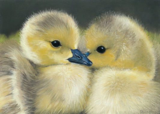 Two fluffy yellow goslings with a dark background