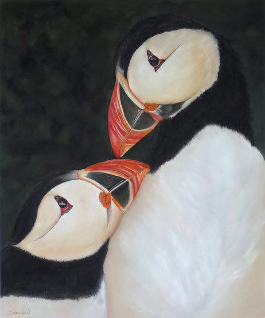Two puffins facing each other against a dark background