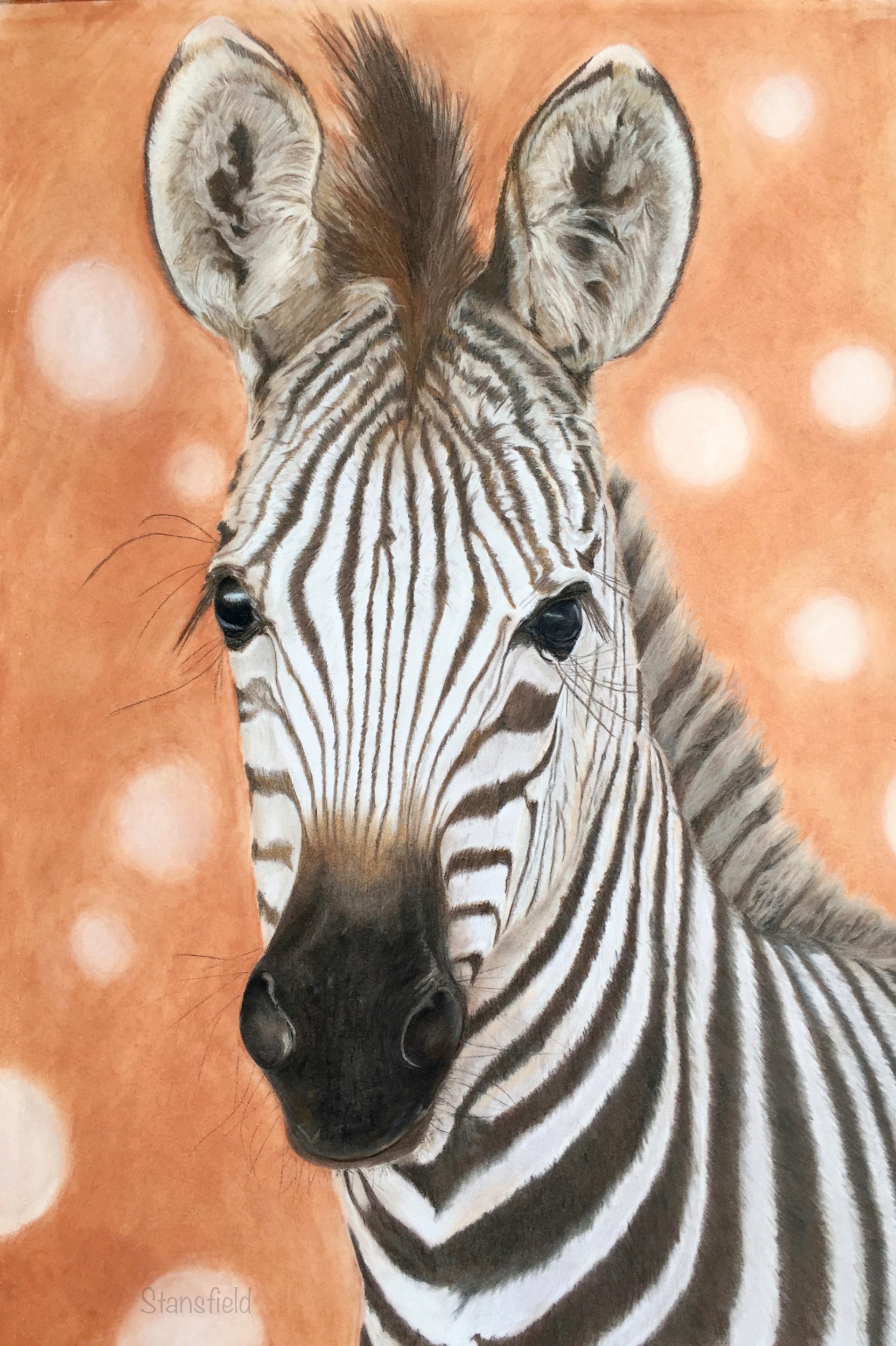 Close-up of a zebra with a soft, blurred background