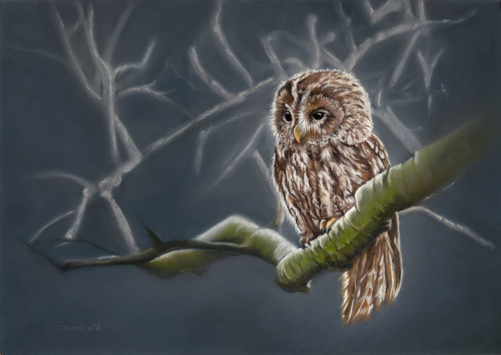 Tawny owl perched on a moonlit branch in a pastel wildlife painting by a Scottish wildlife artist