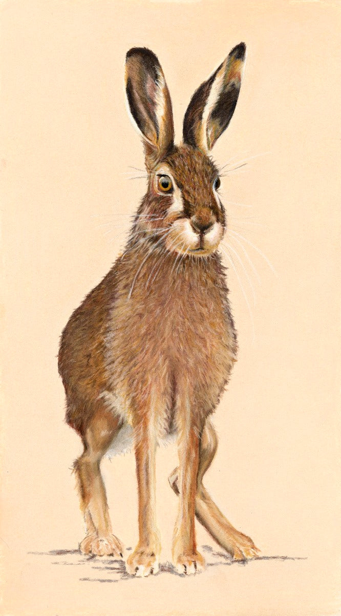 Brown hare seated upright with black-tipped ears pricked – wildlife art print by Fiona Stansfield