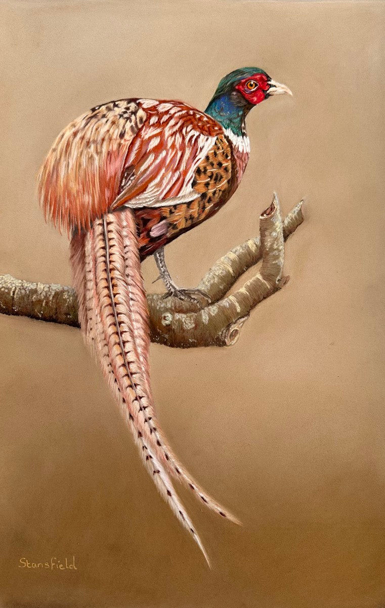 Male ring-necked pheasant in full breeding plumage – wildlife art print by Fiona Stansfield