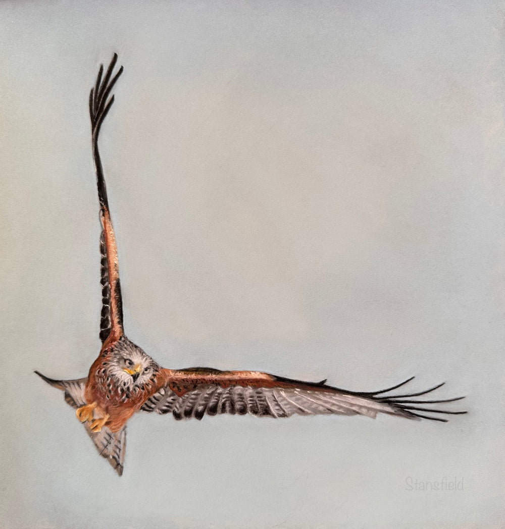 Red kite in soaring flight – wildlife art print by Fiona Stansfield