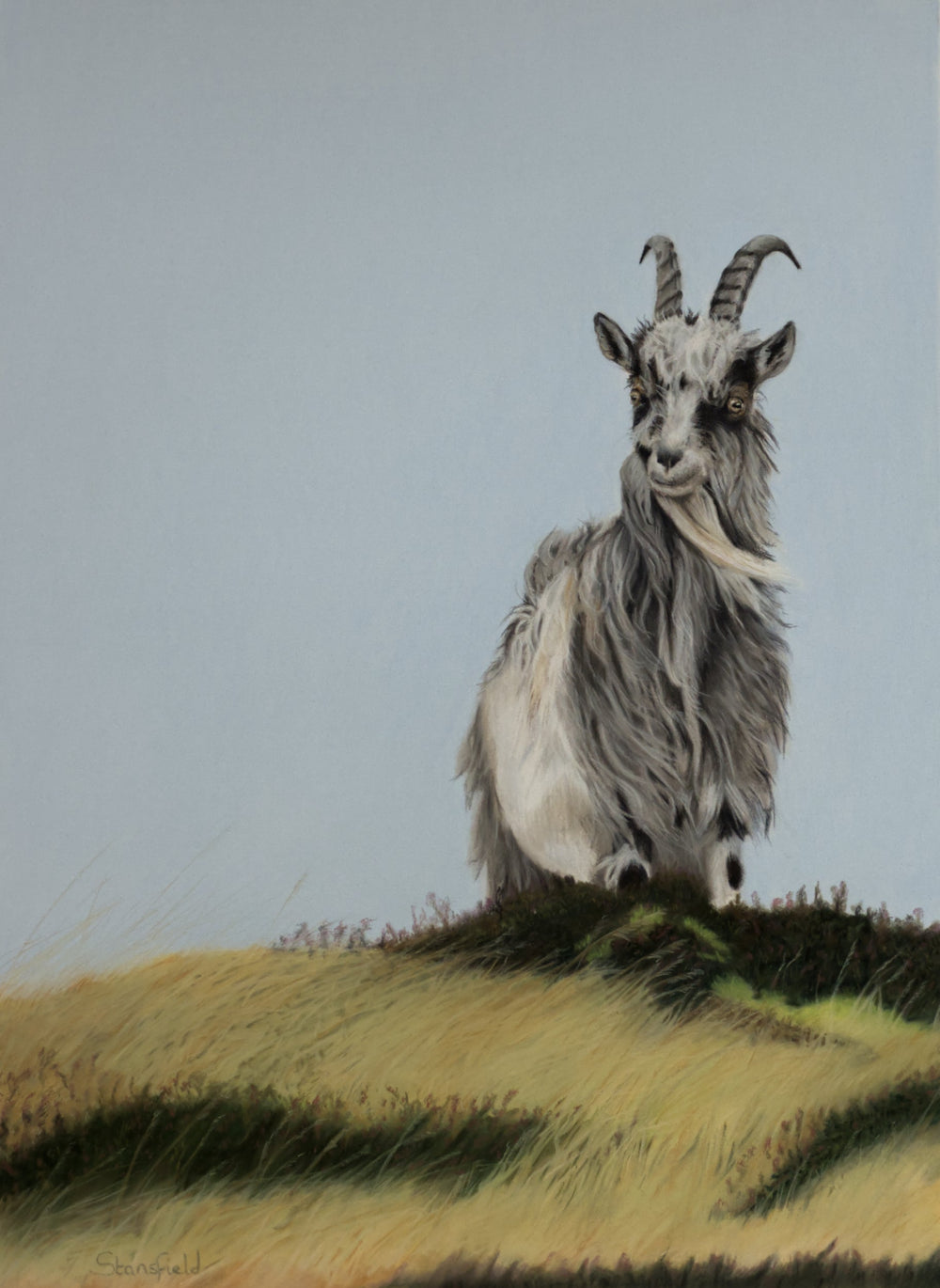 Feral goat standing on a windswept hillside with curved horns against a pale grey sky – wildlife art print by Fiona Stansfield