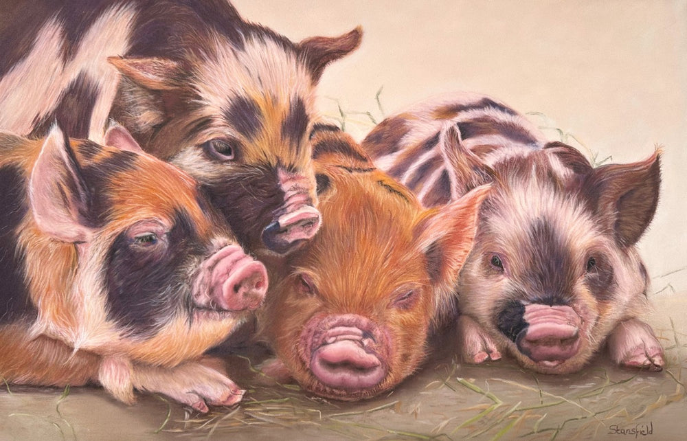 Four Kunekune piglets huddled together in straw – art print by Fiona Stansfield