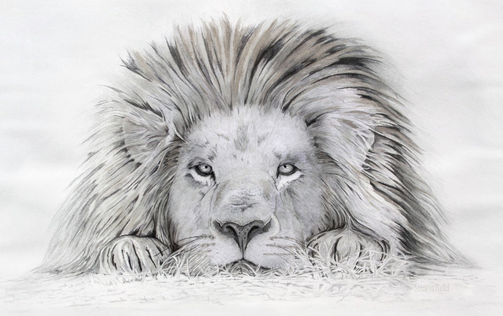 Male lion with large mane at rest – wildlife art print by Fiona Stansfield