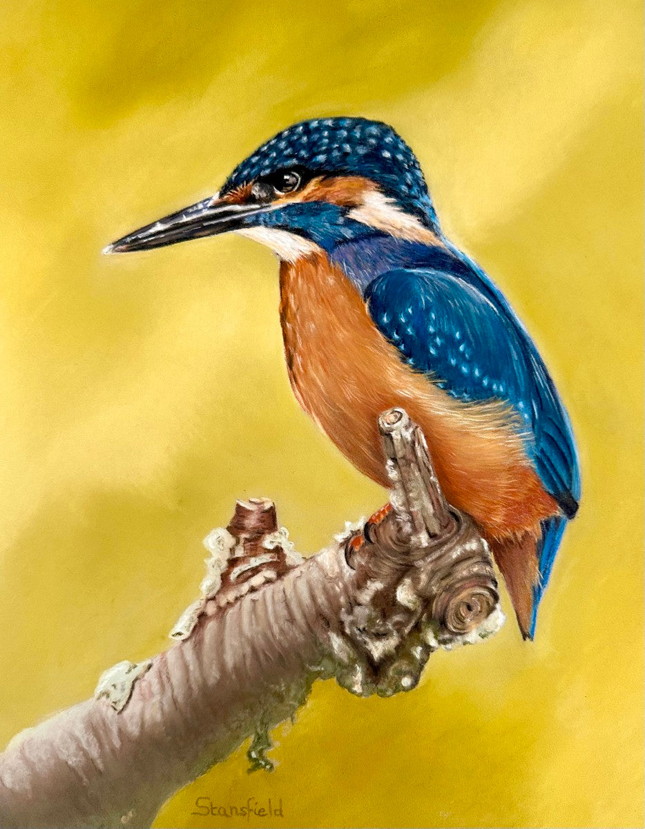 Kingfisher perched on a lichen-covered branch – wildlife art print by Fiona Stansfield