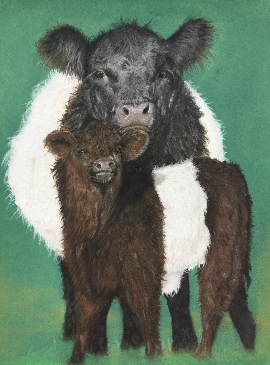 Belted Galloway cow and calf with distinctive white belts – art print by Fiona Stansfield
