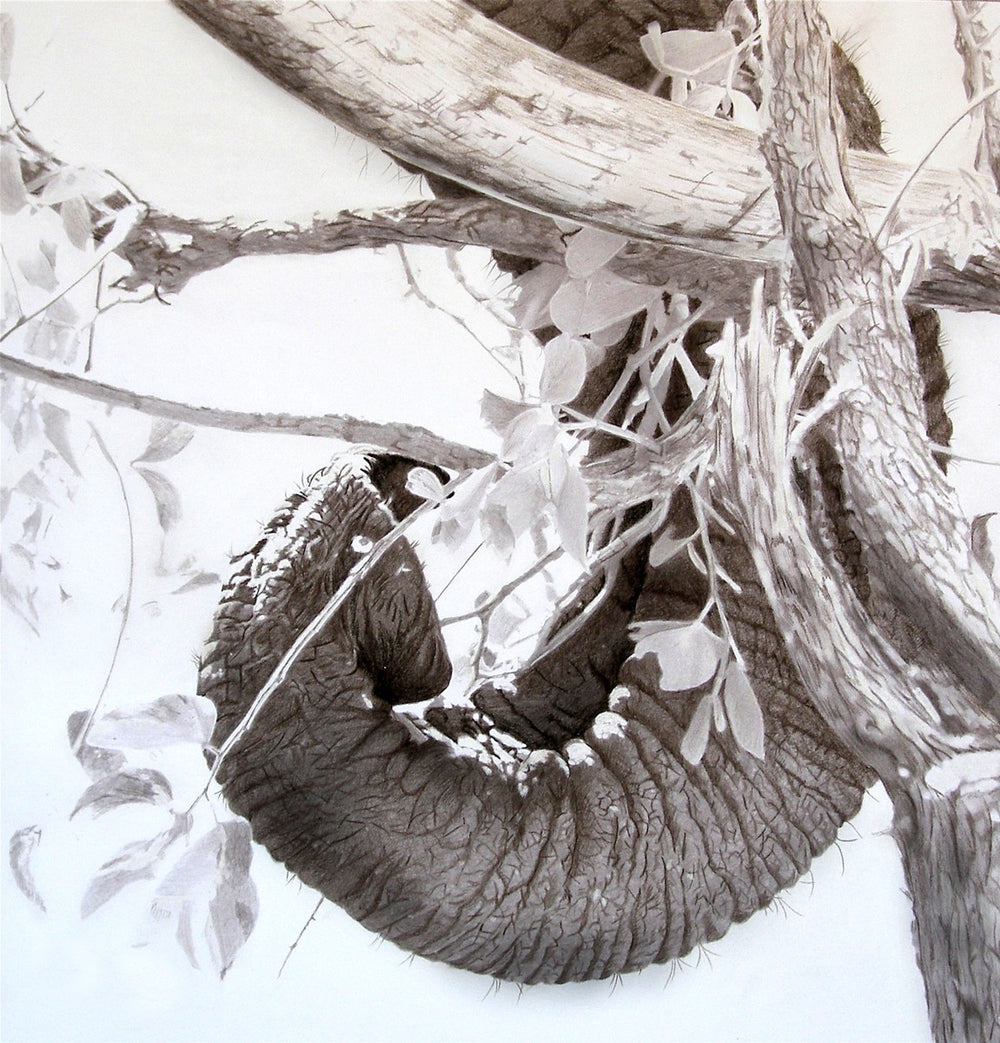 African elephant trunk and tusk entwined with a tree – wildlife art print by Fiona Stansfield