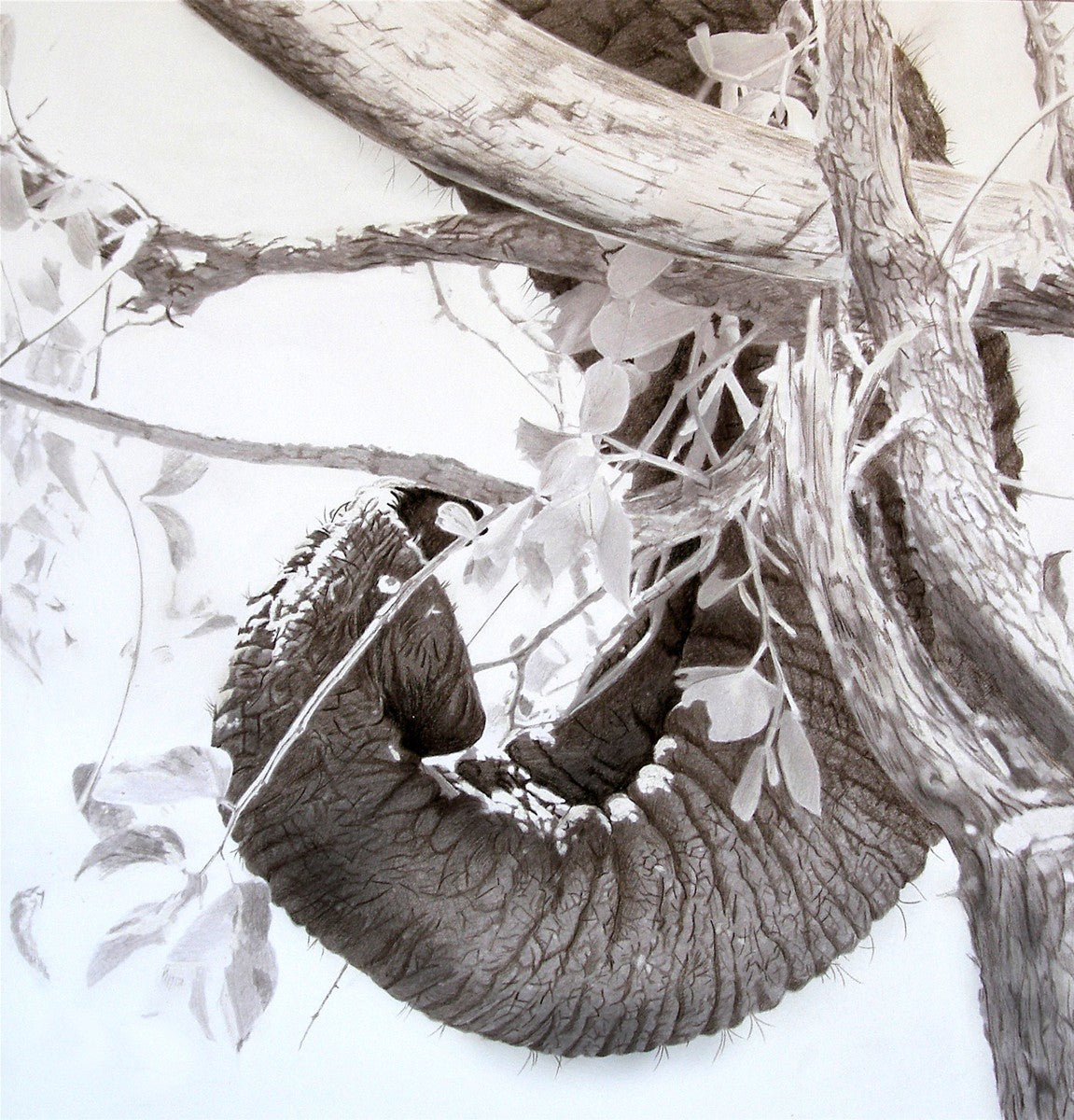 African elephant trunk and tusk entwined with a tree – wildlife art print by Fiona Stansfield