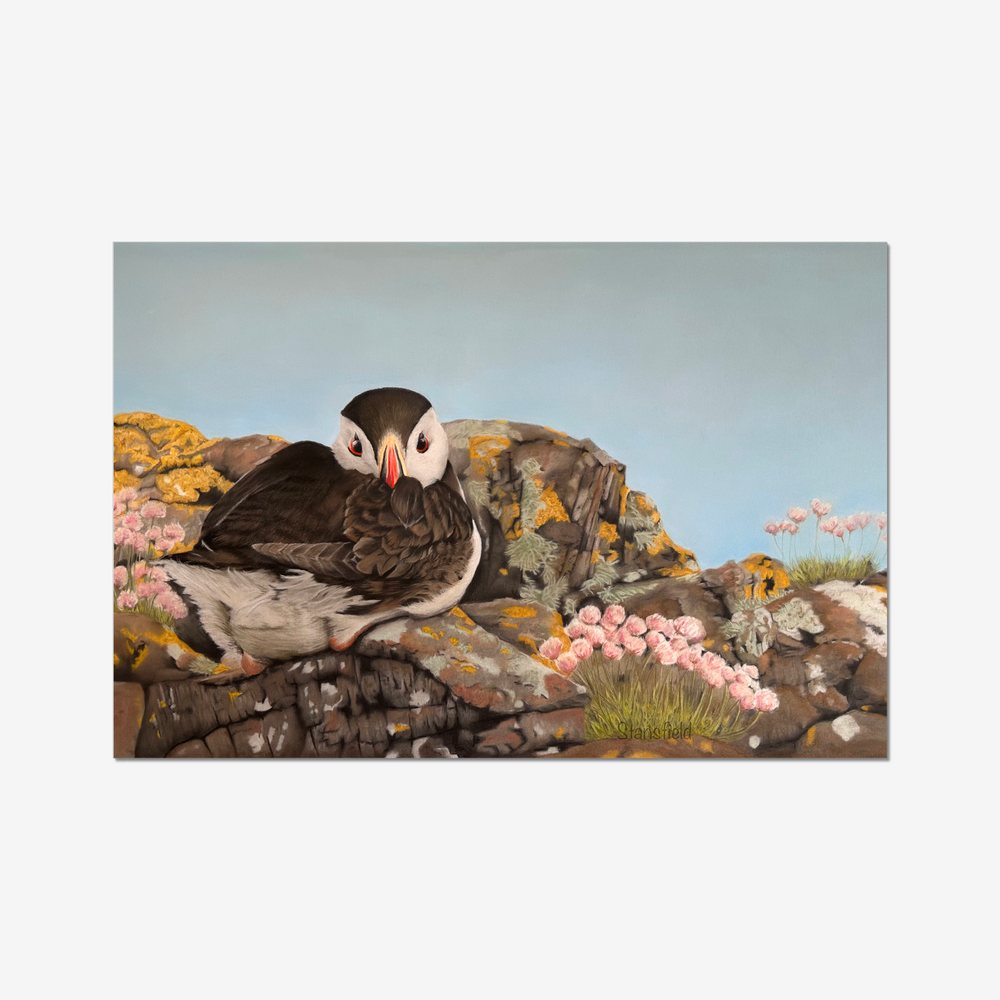 tlantic puffin resting on lichen-covered clifftop rocks with sea thrift – wildlife art print by Fiona Stansfield