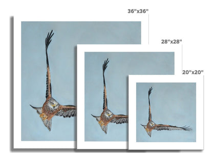 Red kite: A rolled canvas Print of a high flying raptor