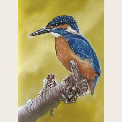 Kingfisher - Greetings card