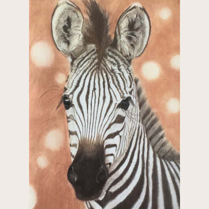 Zebra foal: Greetings card