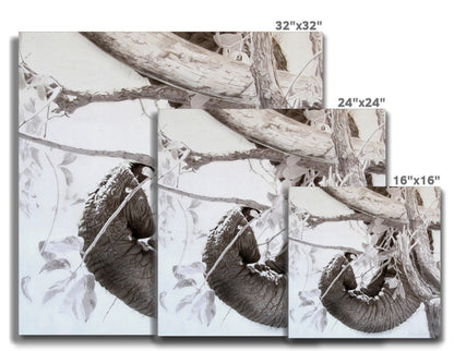 Elephant tusk, trunk, tree: a stretched canvas print of elephant dexterity
