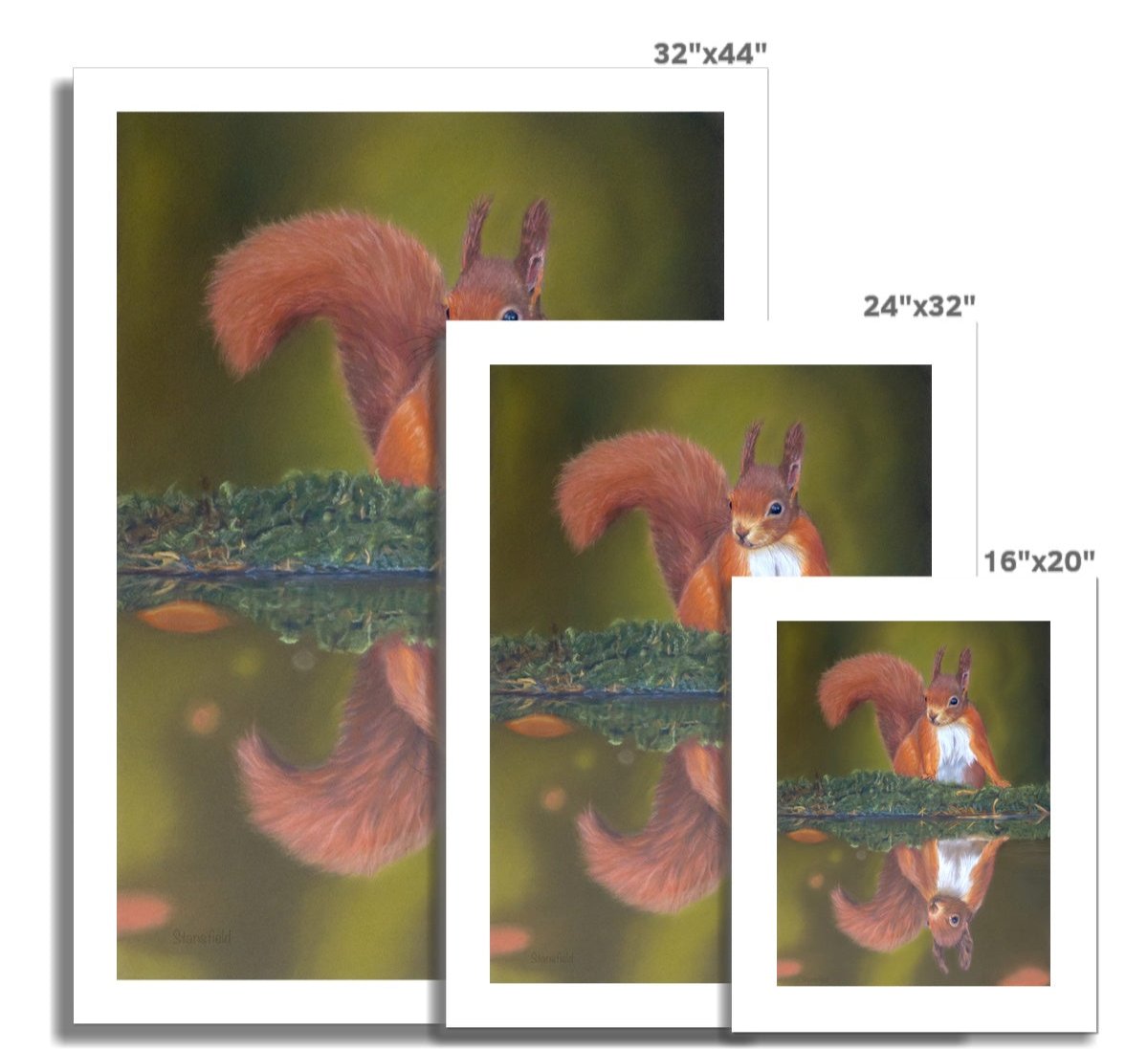 On reflection, a rolled canvas print of a red squirrel and reflection