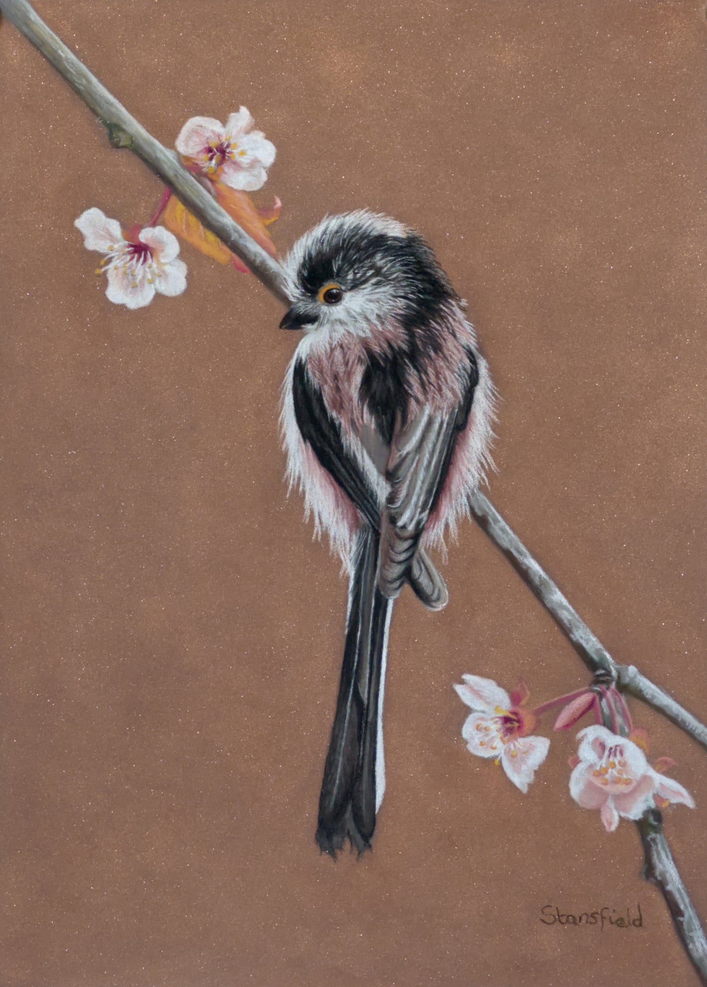 Long tailed tit - blossom: an original pastel painting