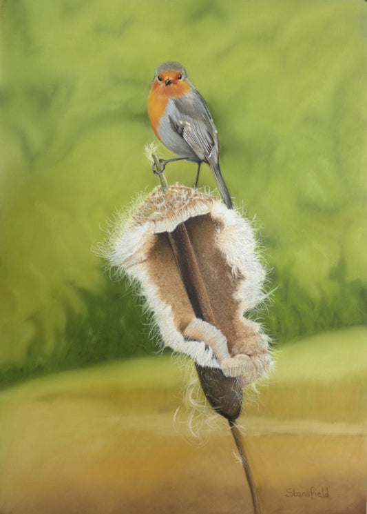 Robin perched on a bulrush with a blurred green background