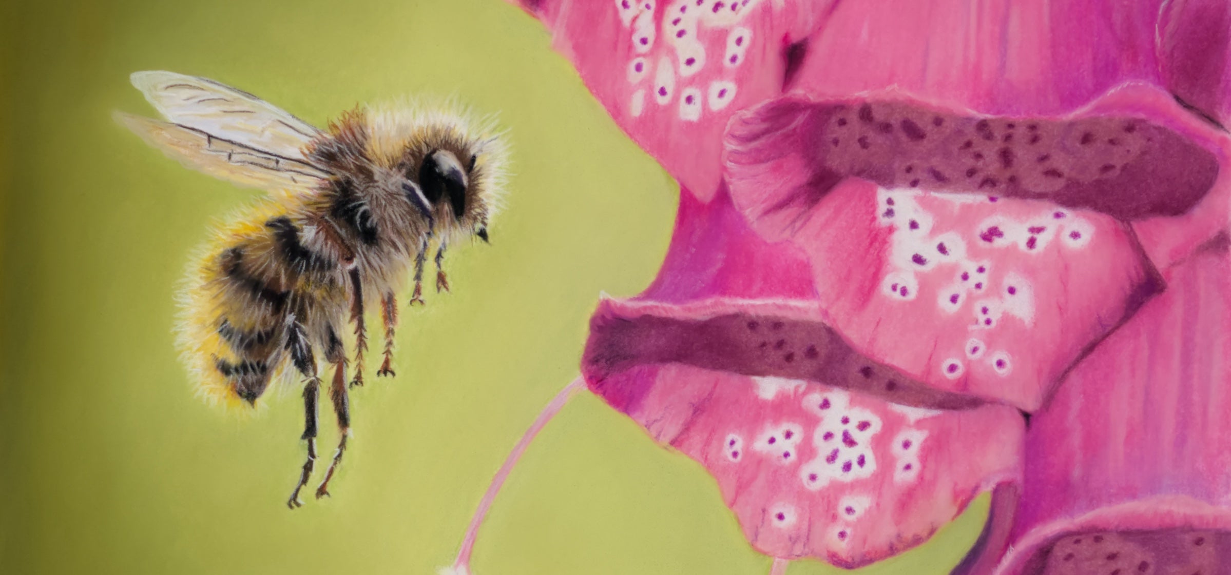 Illustration of a bee and a foxglove on a green background