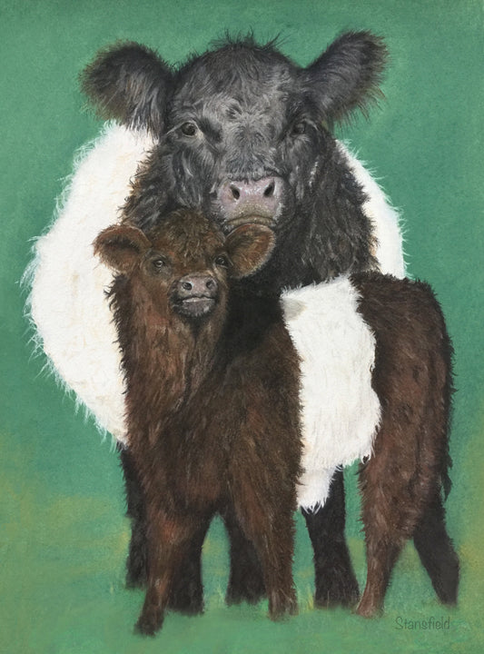Belted Galloway cow and calf: a rolled canvas of the traditional cattle of Galloway, south-west Scotland