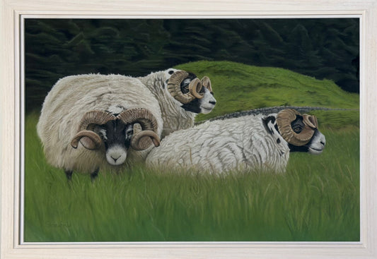 Detailed pastel painting of three Scottish Blackface rams with thick fleece and curled horns nestled in grassy pastures near a stone wall, created by a Kirkcudbright-based artist.